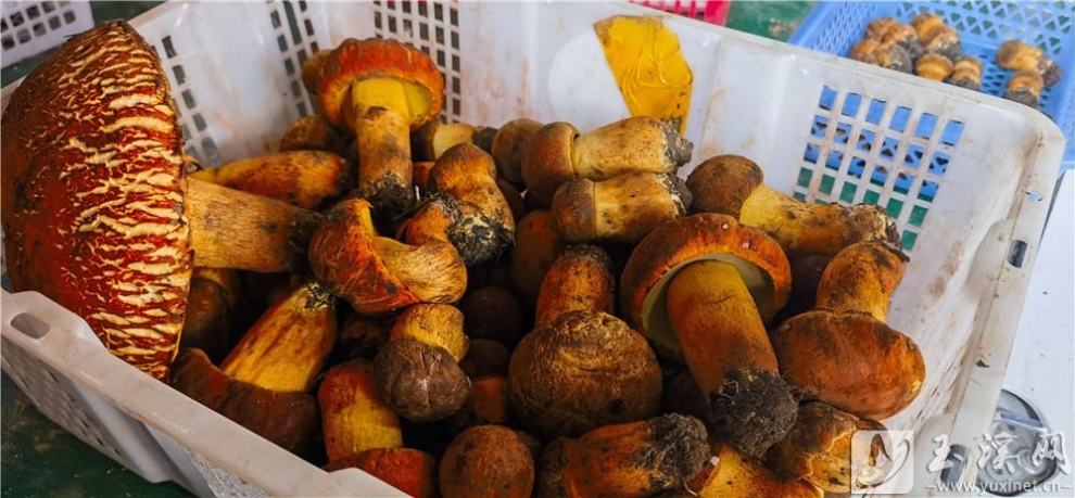 新平野生菌大量上市 (1)