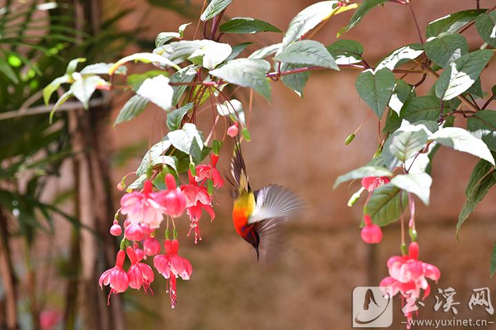 太阳鸟振翅花间  4月28日 摄