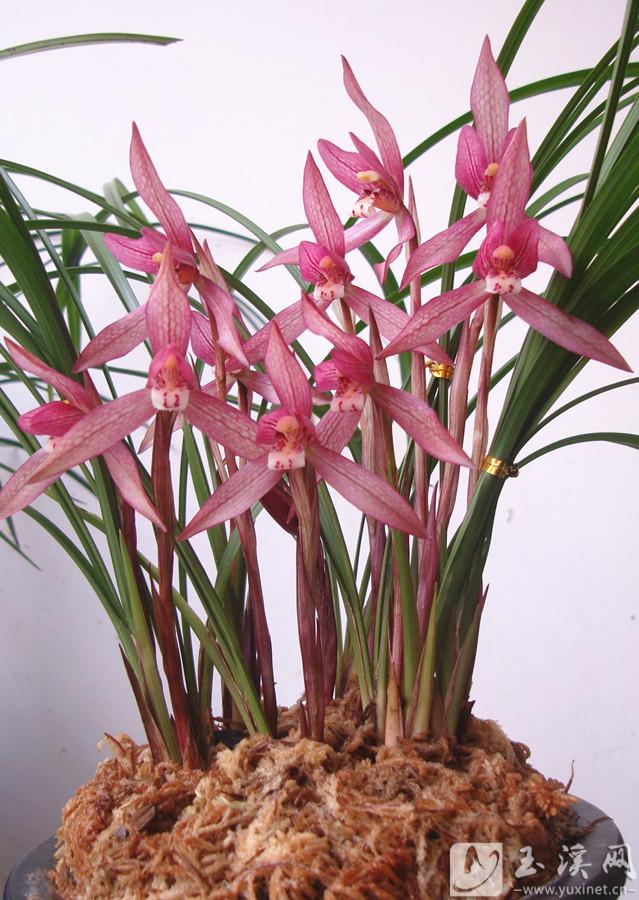 新种春兰红花。