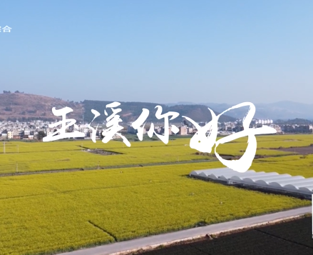 玉溪你好｜澄江：油菜花盛放 铺就金色海洋