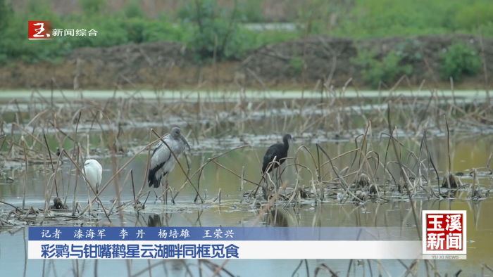 彩鹮与钳嘴鹳星云湖畔同框觅食