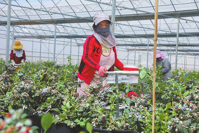 高质量发展进行时｜澄江市着力推动湖泊保护治理与流域经济可持续发展