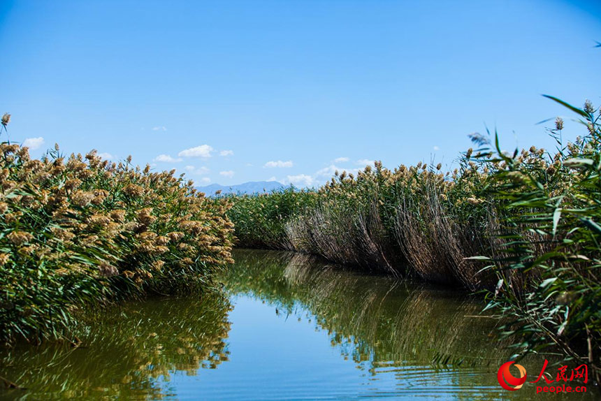 经过治理的乌梁素海风景秀美,芦苇摇曳生姿。人民网 孟佳澍摄