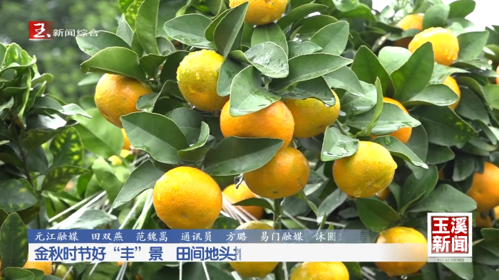 金秋时节好“丰”景 田间地头抢收忙
