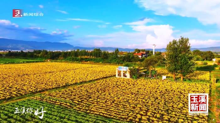 玉溪你好丨邂逅秋日美好：抚仙湖畔菊花盛开如画