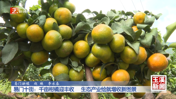 易门十街：千亩柑橘迎丰收 生态产业绘就增收新图景