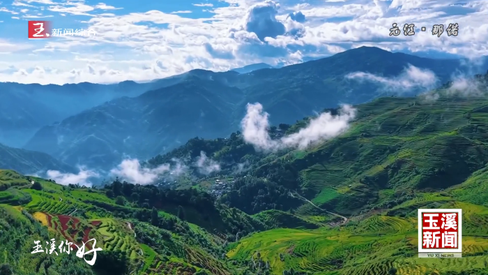 玉溪你好丨云海漫梯田 稻浪绘秋景