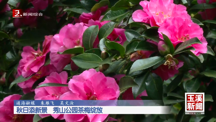 秋日添新景 秀山公园茶梅绽放