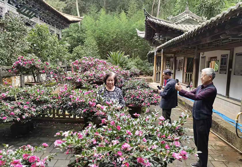 通海秀山公园茶梅绽放