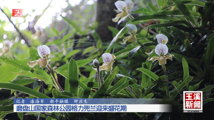 磨盘山国家森林公园格力兜兰迎来盛花期