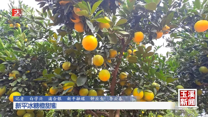 新平冰糖橙甜蜜上市
