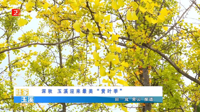 深秋 玉溪迎来最美“赏叶季”