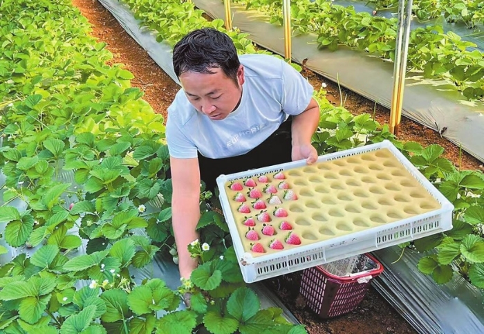 江川区九溪镇中营村1700亩草莓香飘全国