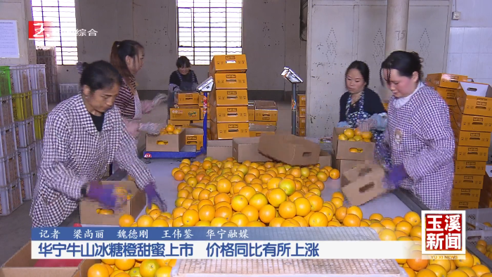华宁牛山冰糖橙甜蜜上市 价格同比有所上涨