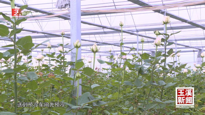 红塔区：科技赋能助力花卉香飘海内外 “美丽产业”绽放幸福新活力