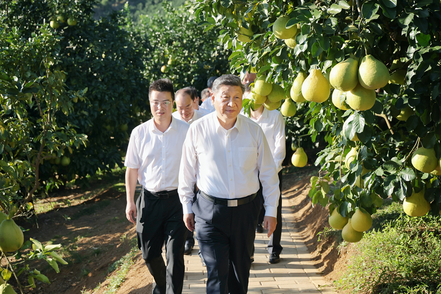 2025年11月7日至8日,中共中央总书记、国家主席、中央军委主席习近平在广东考察。这是7日下午,习近平在梅州市梅县区雁洋镇南福金柚种植基地考察。新华社发(肖翊 摄)