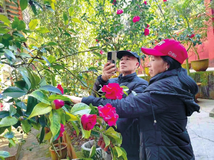 通海：秀山茶花艳 繁花引客来