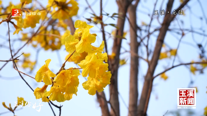 玉溪你好丨繁花渲春色 小城入画来