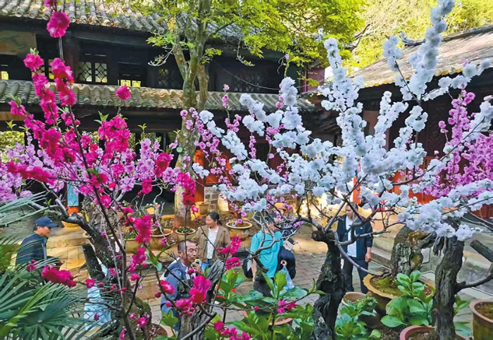 通海：桃花绚烂引客来