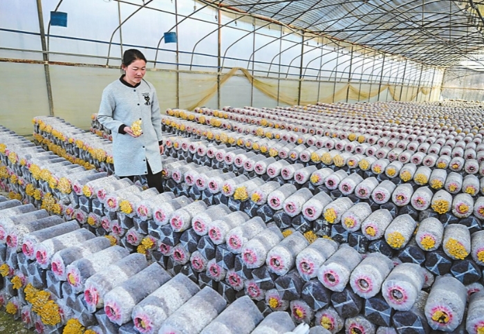 智能方舱育珍菌 易门食用菌产业迈入“智造”时代