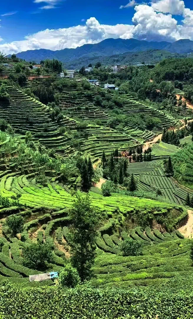 镜头感满分！让春天的茶山成为你镜头里的高级海报