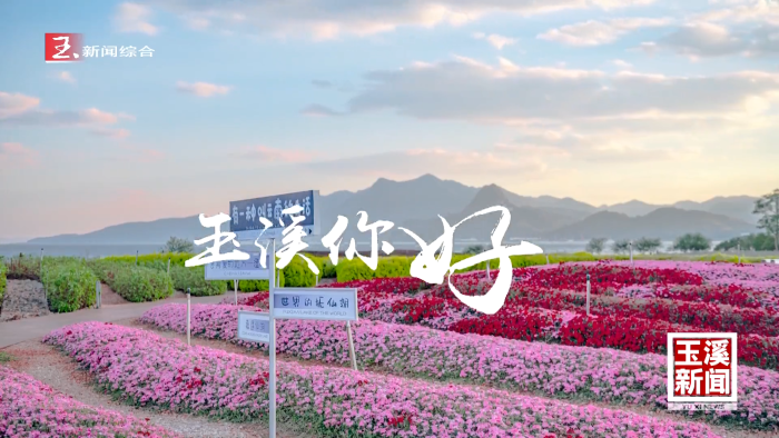 玉溪你好丨春日抚仙湖 花海醉游人