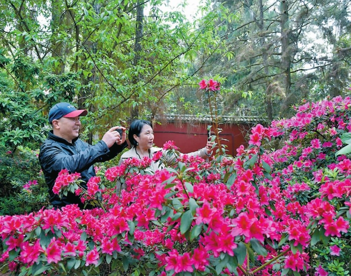 通海：秀山公园杜鹃园迎来赏花季