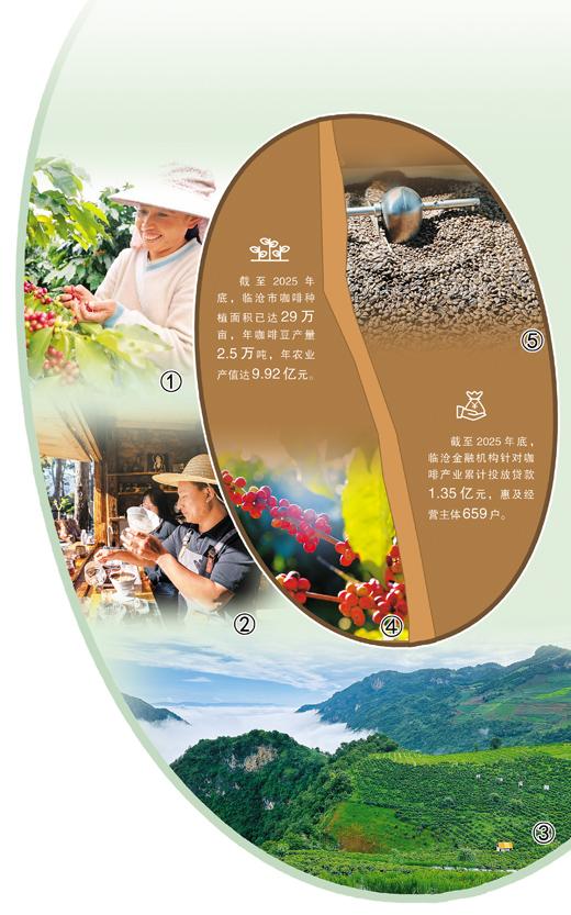 人民日报海外版整版点赞临沧咖啡：做精每一粒咖啡豆