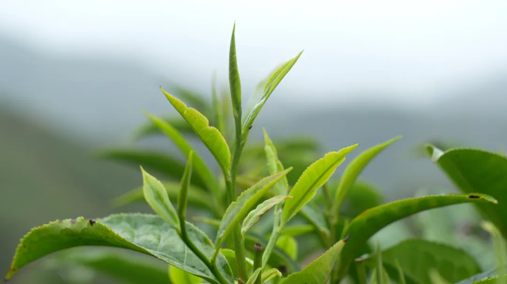 云雾绕青山，新芽满枝头。在麻栗坡县猛硐瑶族乡的平和茶园，鲜嫩茶芽正处于一芽一叶初展的黄金采摘阶段。.png