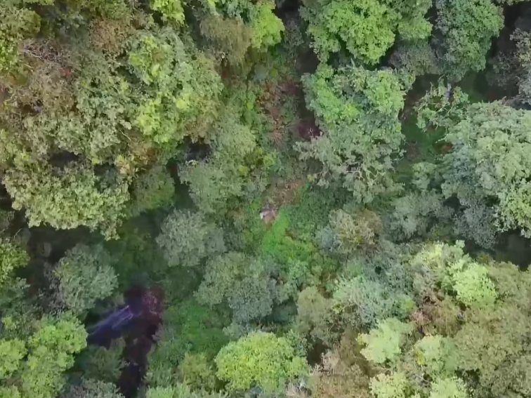 两栖界“大胡子”哀牢髭蟾罕见现身云南无量山