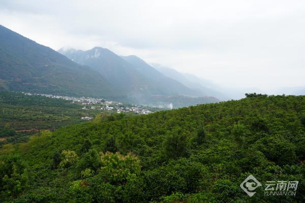 咖啡鲜果下树了，故事才刚刚开始