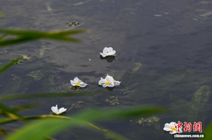 以花鉴水 以清提质：海菜花再度绽放滇池