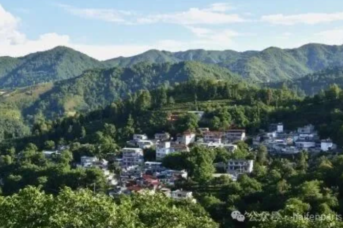 海外华文媒体走进凤庆安石：一叶滇红写就家国与共富答卷
