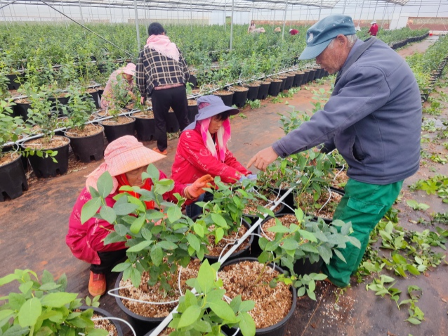 菱角乡：家门口就业，守家守业守幸福