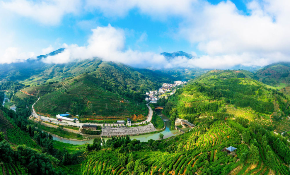 2019年9月7日拍摄的坦洋村及周边茶园。
