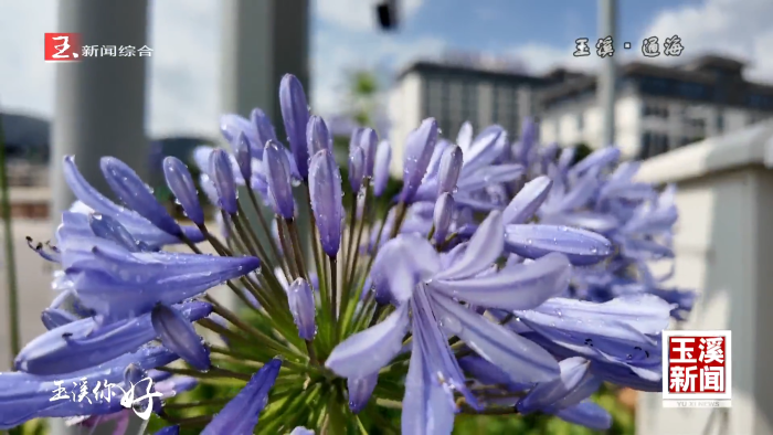 玉溪你好丨通海：路域绽繁花 美景入画来