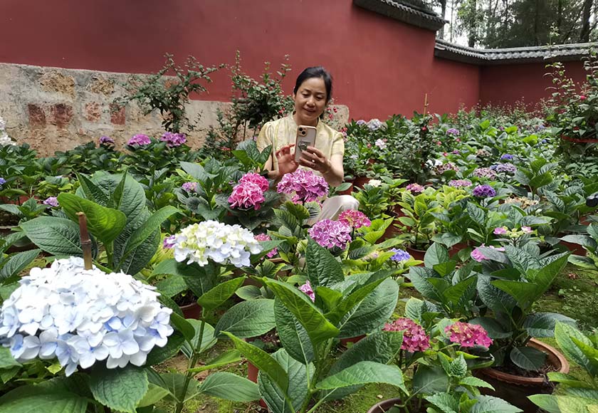 通海县秀山公园：绣球花开引客来