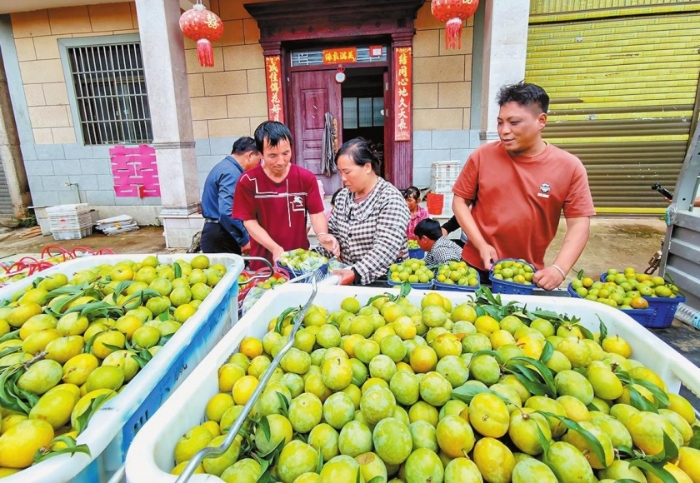 通海县：蜂糖李变身乡村“致富果”
