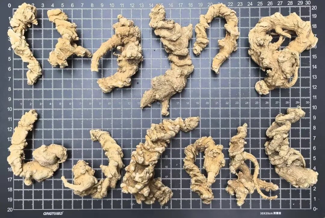 南七“1+5”系列标准正式实施 “新时代神农尝百草”行动在滇成果显著