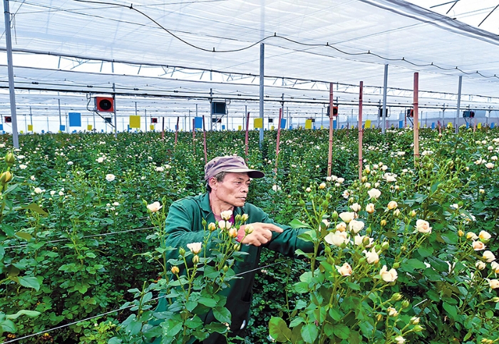 上半年玉溪市鲜切花产量达23.38亿枝
