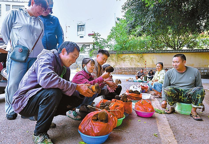 打开“山门”聚人气 林下经济促振兴