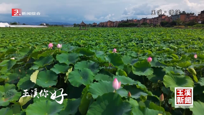 玉溪你好丨盛夏赏荷正当时