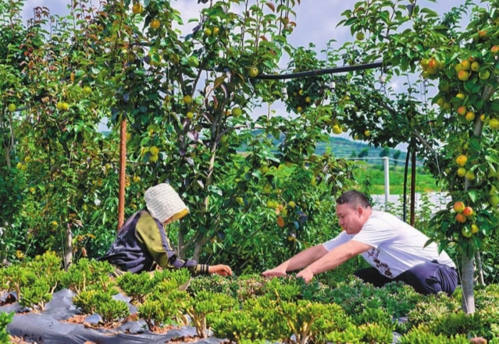 乡村振兴丨探索多元种植模式 联农带农增收致富 新农人普汉成扎根乡土发展多肉产业助力乡村振兴
