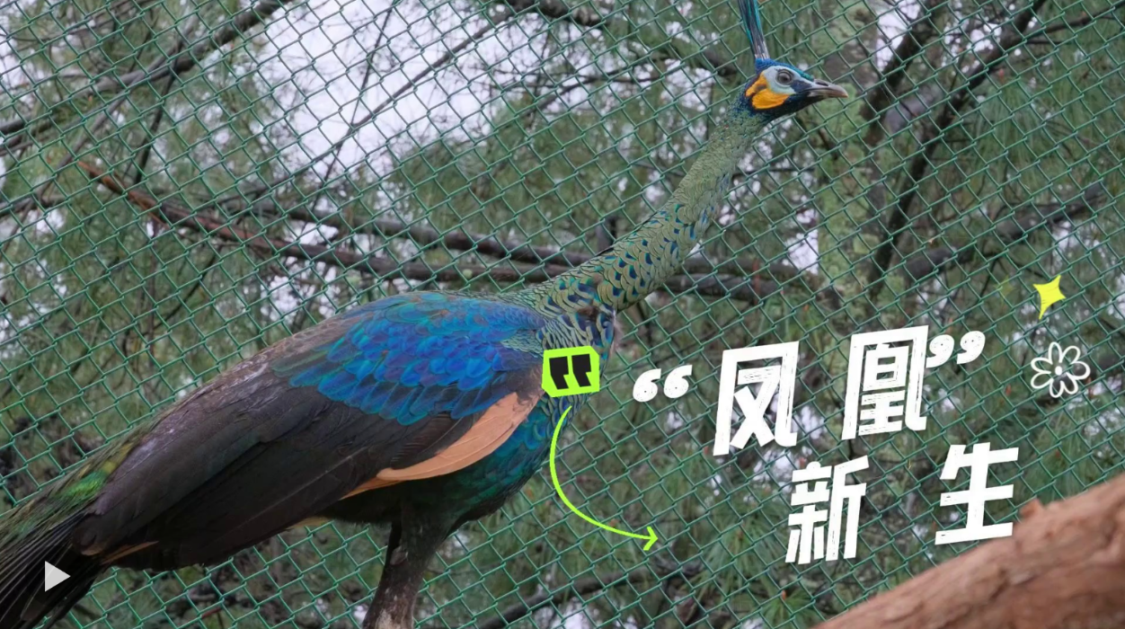 观云台丨人工繁育数量超百只，中国“凤凰”涅槃新生