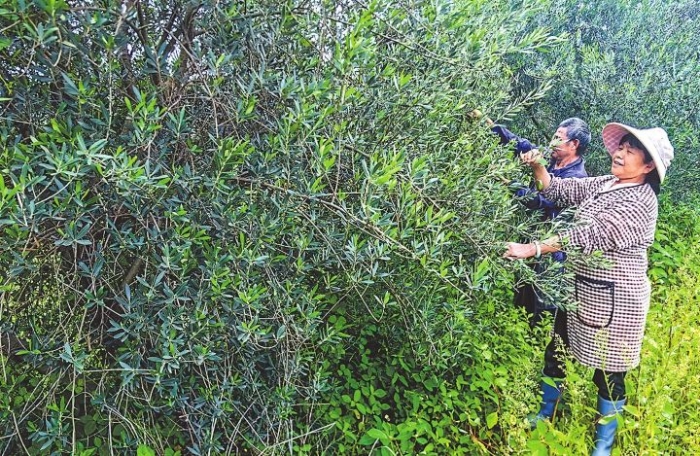 有一种生活在玉溪｜峨山：林润象行路 业兴富彝乡