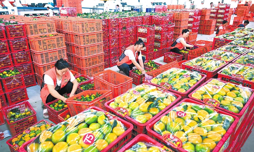 华宁柑橘俏销海外 外向型农业焕发新活力