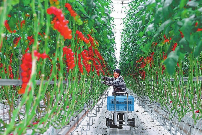 智慧番茄大棚助农增收致富