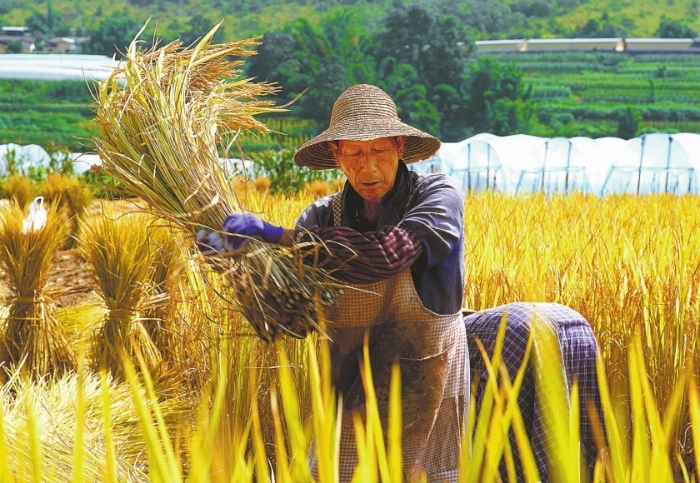峨山县：水稻收割忙