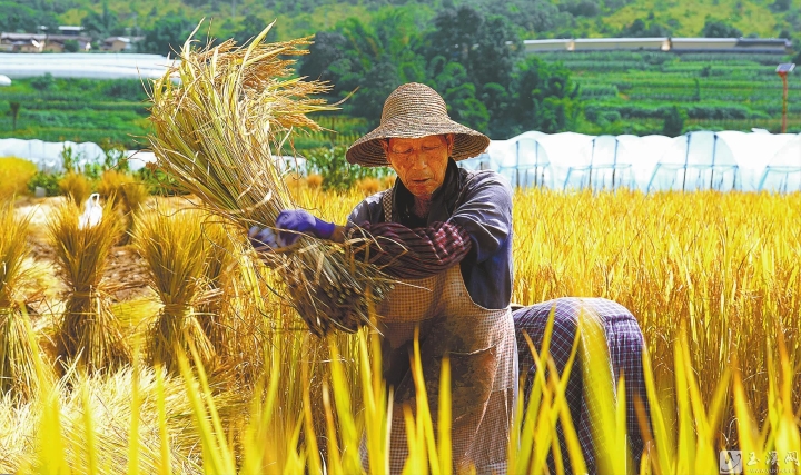 峨山县水稻收割忙