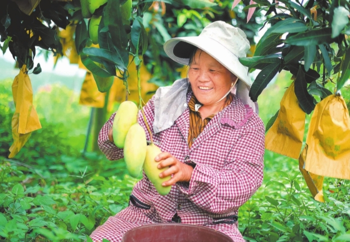 错峰结硕果 晚芒助增收